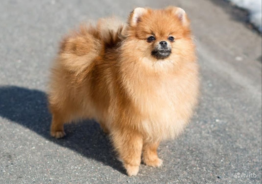 Померанский цвергшпиц Лисичка