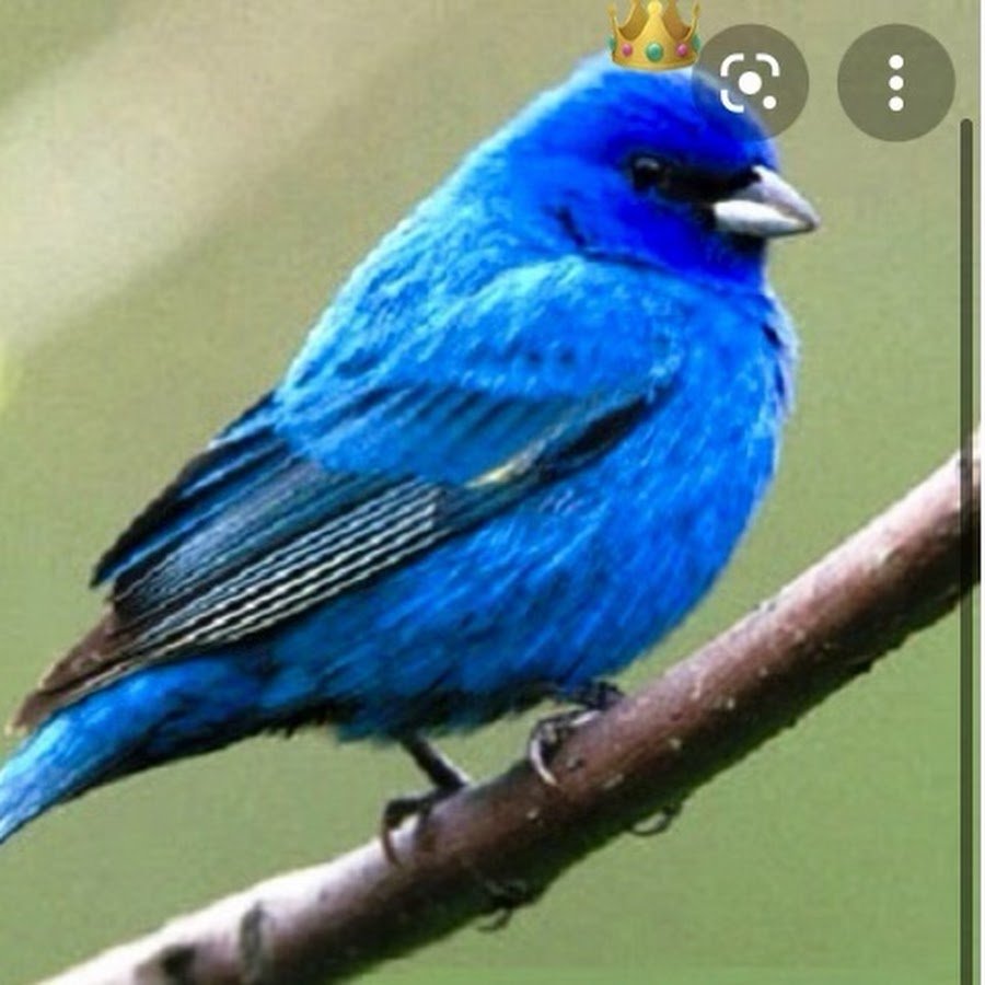 Голубой кенар