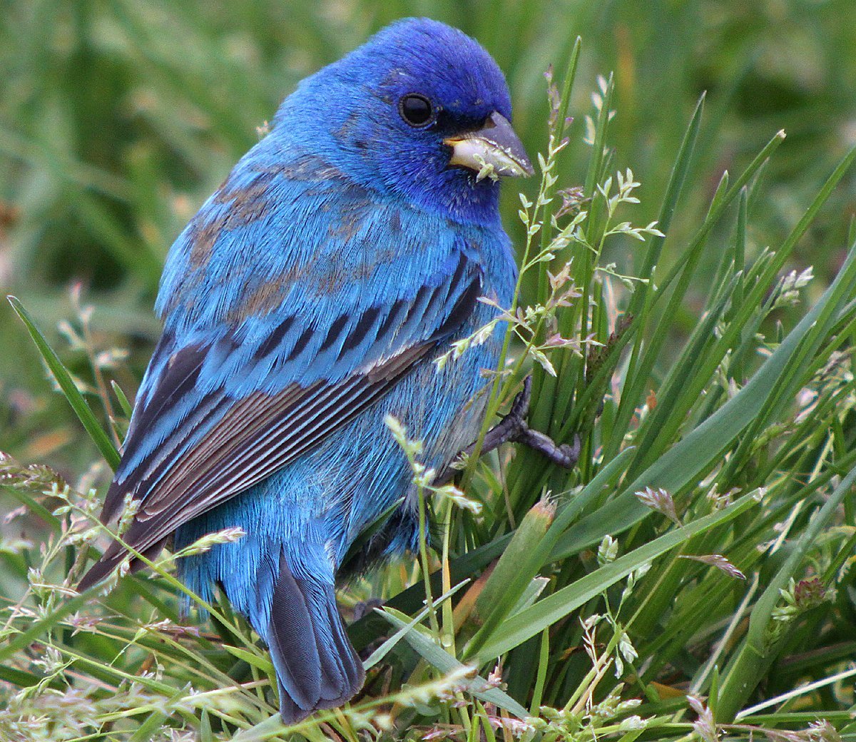 Голубой Зяблик