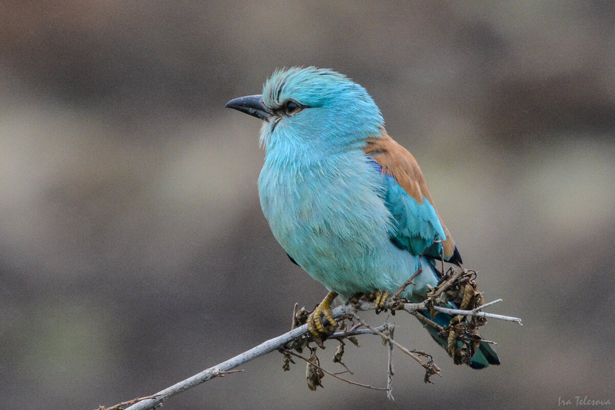 Абиссинская сизоворонка