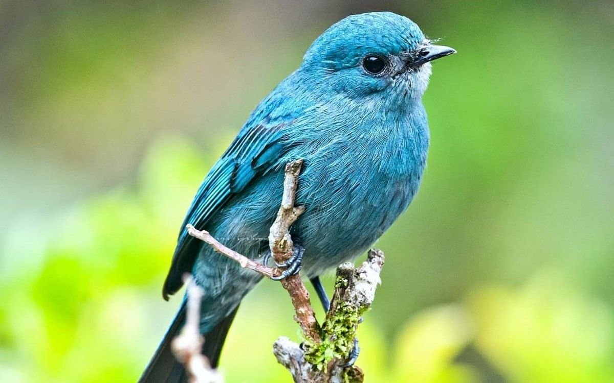 Голубой овсянковый Кардинал