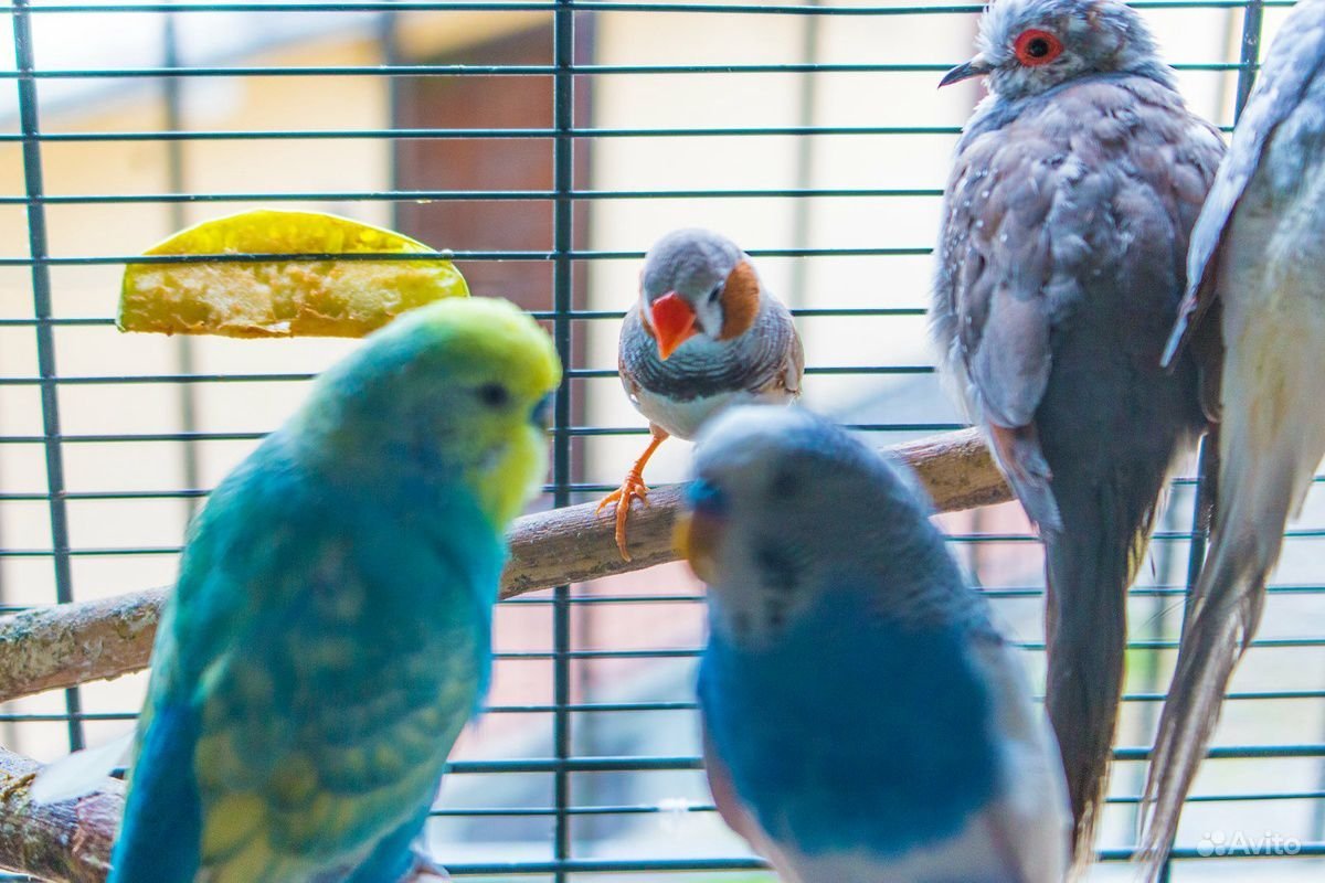 Голубая канарейка