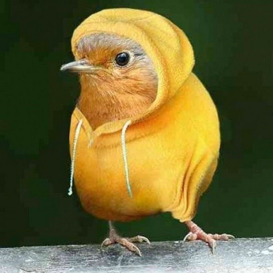 Канарейка смешная