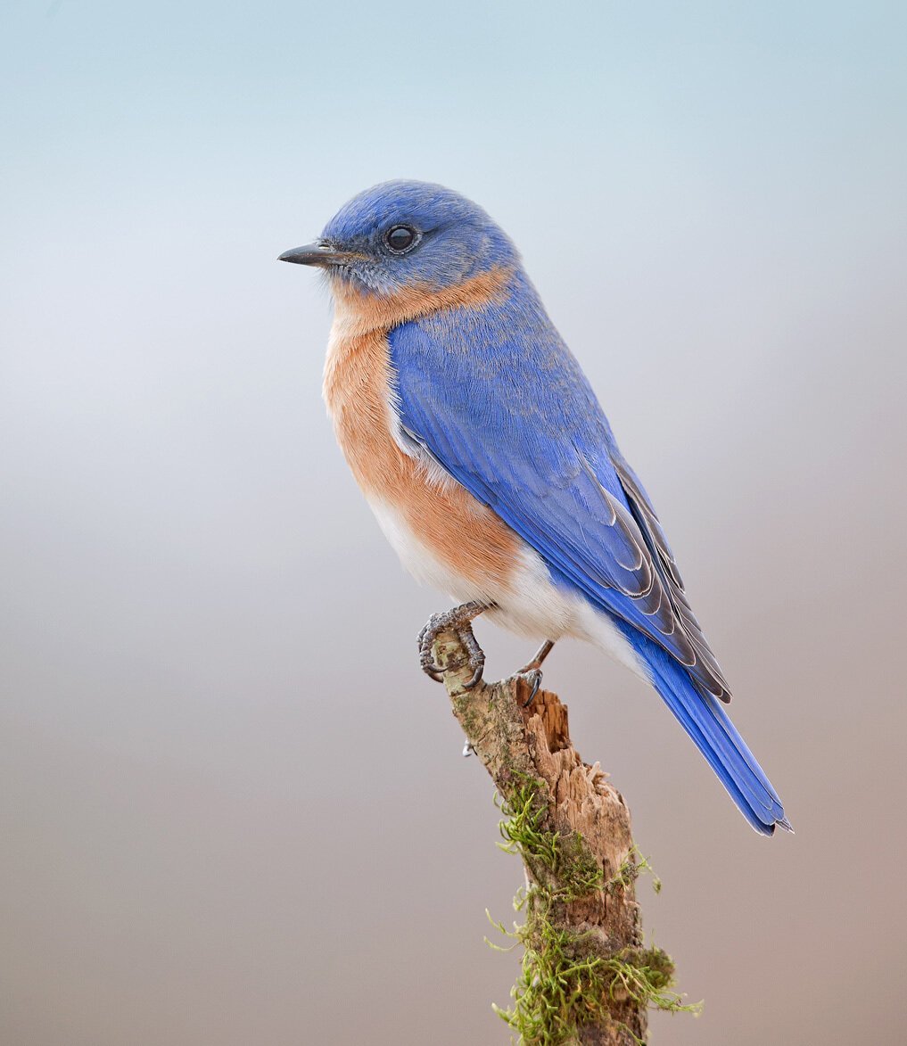 Сиалия Лазурная птица