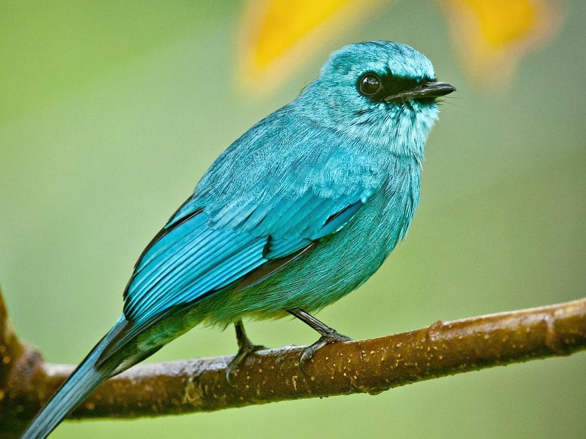 Птица с зеленой грудкой