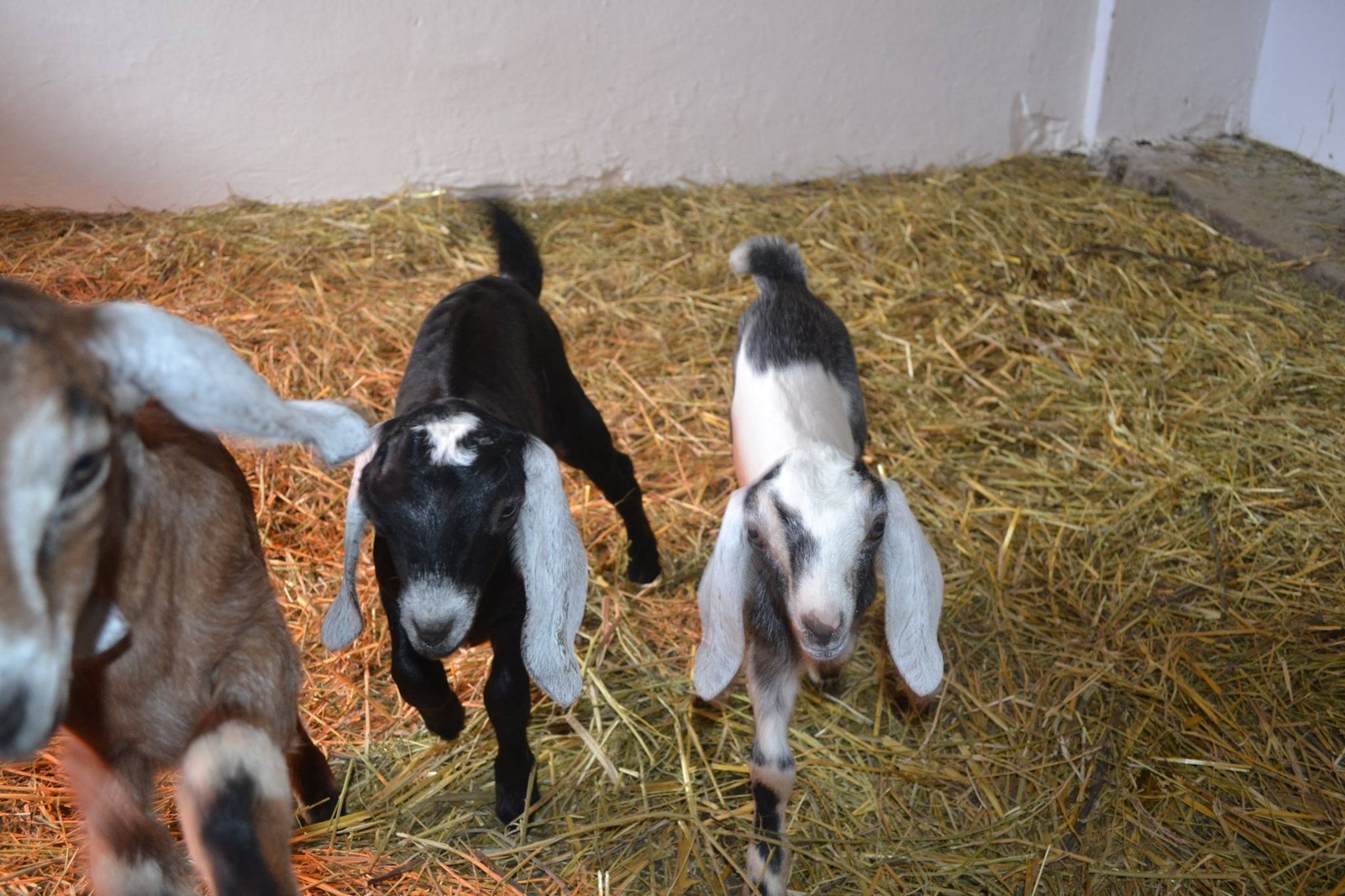 Купить козу нубийской породы. Коза нубийской породы. Англо-нубийская коза. Ферма нубийские козы. Англо нубийские козы ферма.