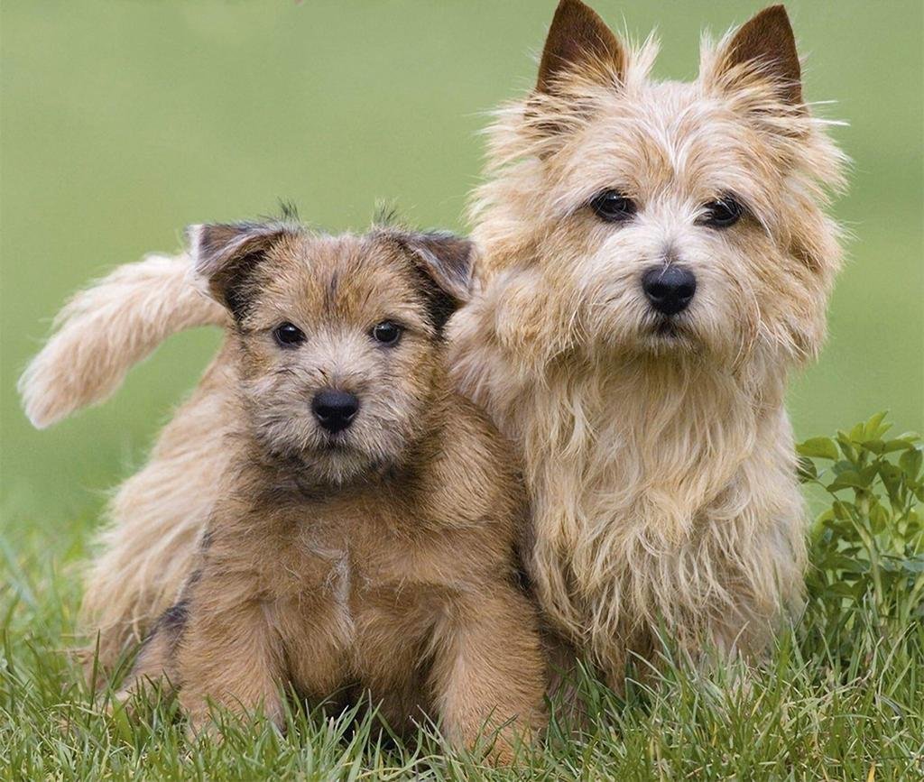 Керн , Норвич, Норфолк терьеры