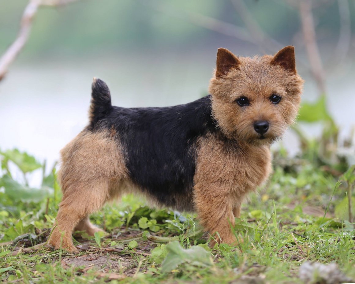 Норвич терьер чепрачный