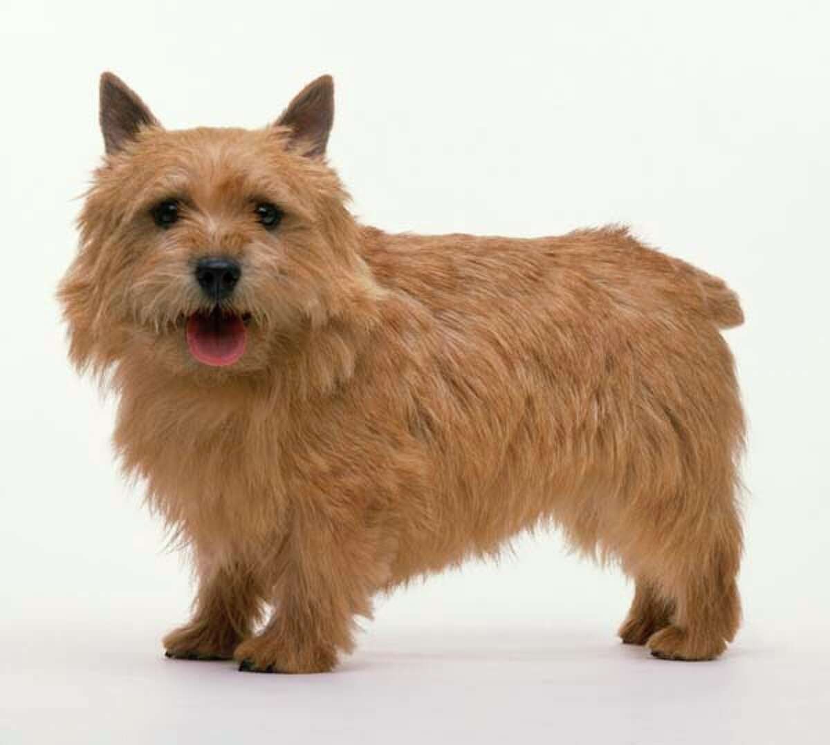 Норвич терьер длинношерстный