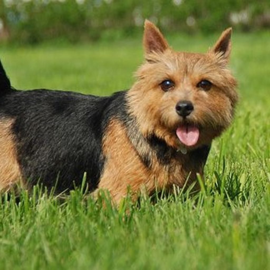 Норвичский терьер