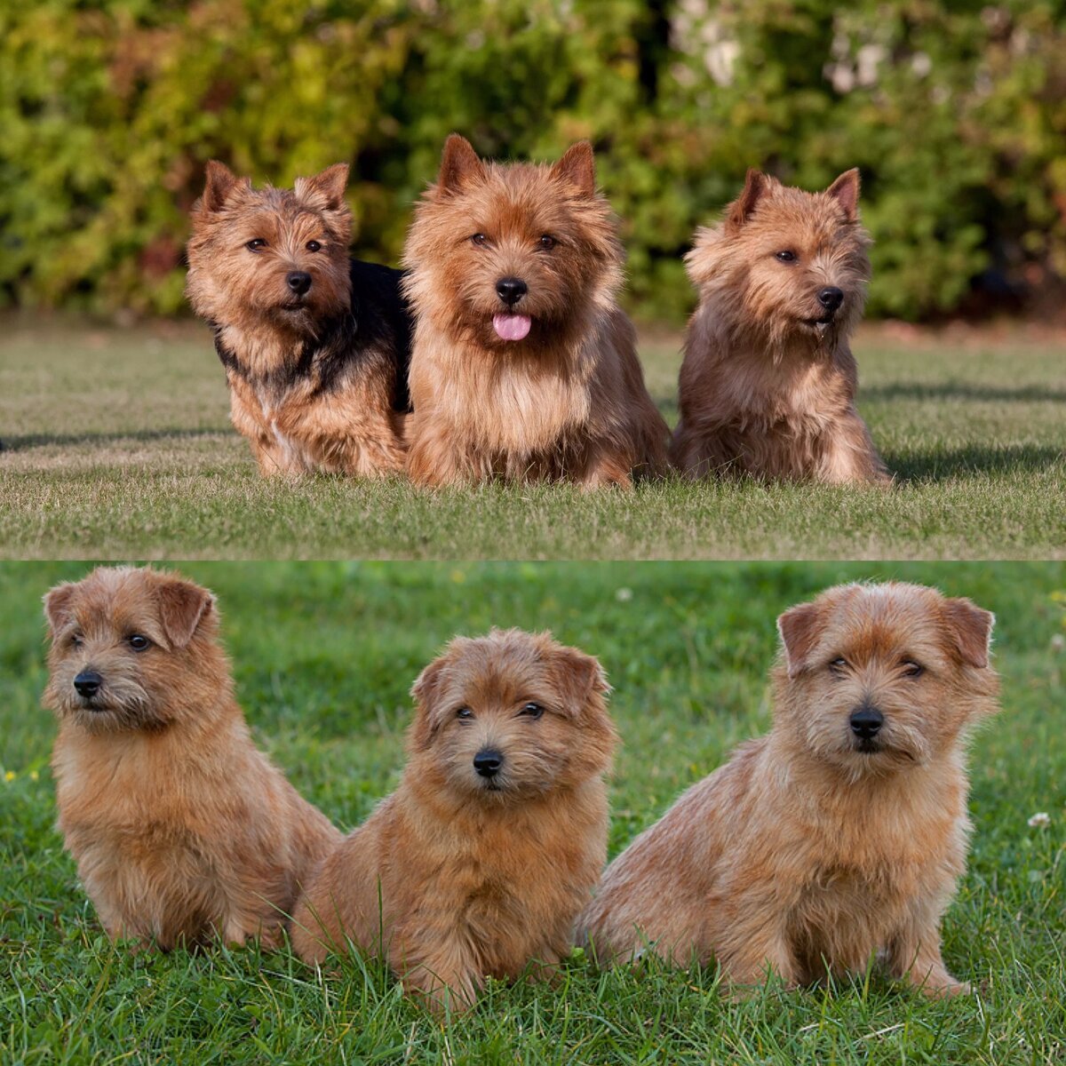 Норфолк терьер чепрачный