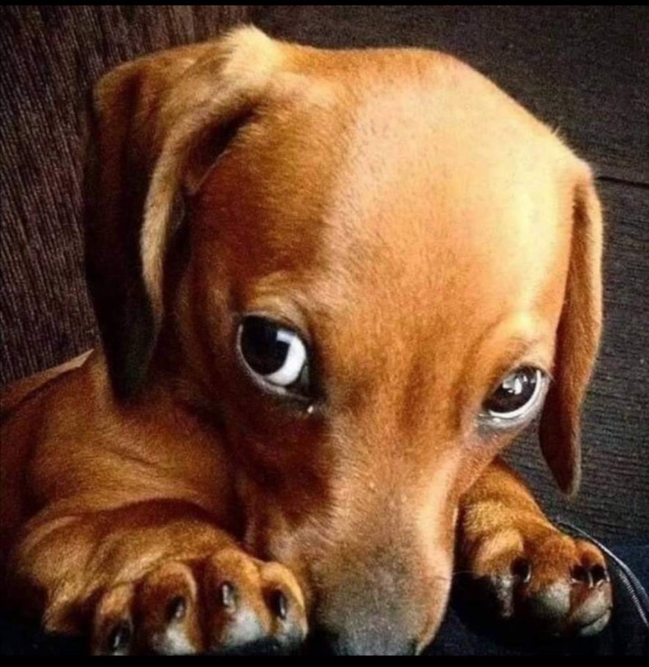 Грустная такса