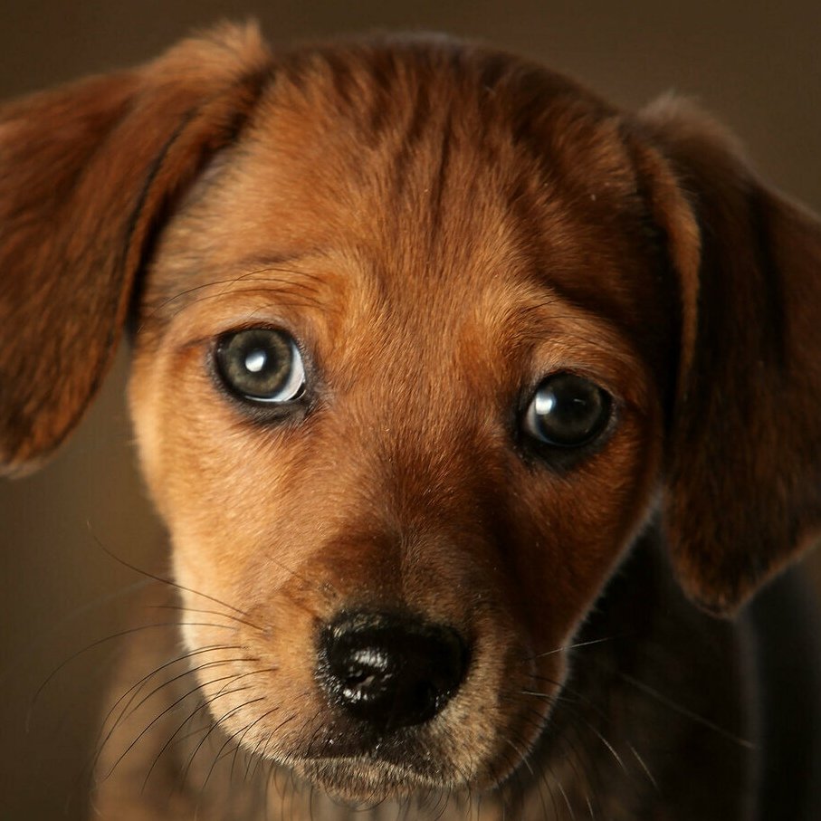 Собака с грустными глазами - 77 фото