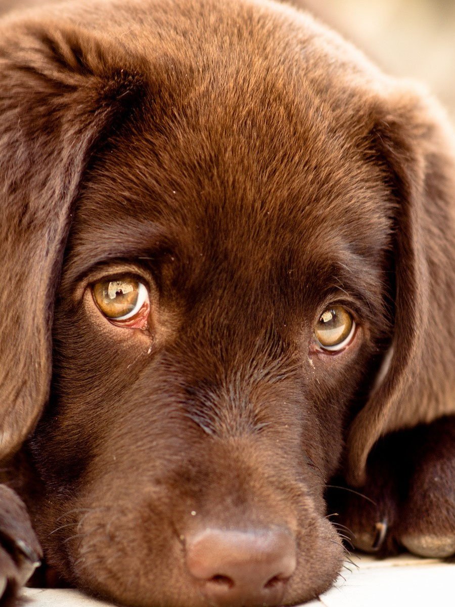 Грустный щенок