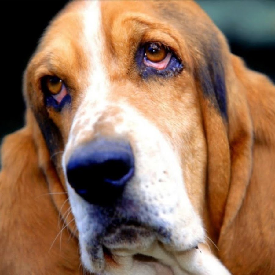 Грустный Бассет хаунд