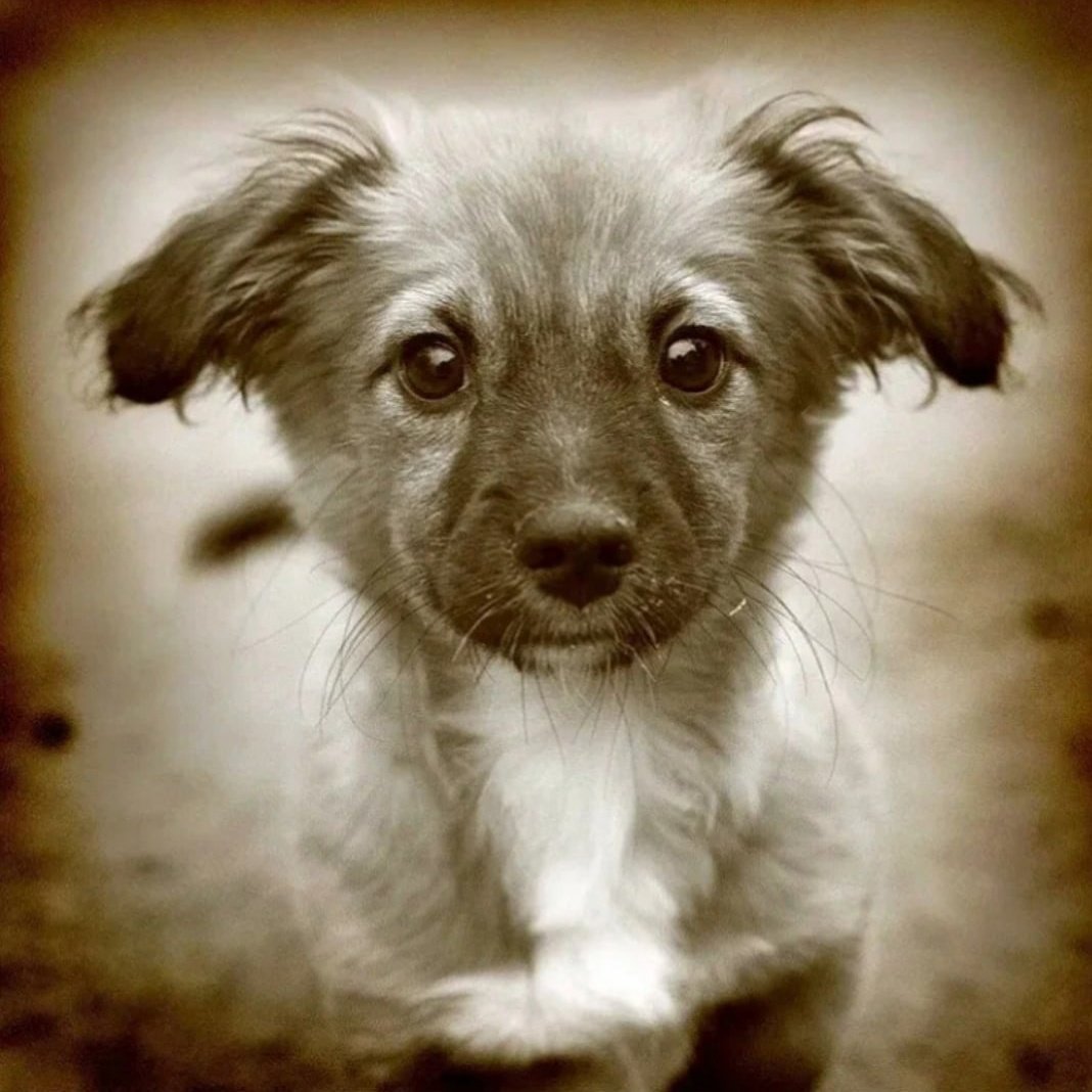 Грустные бездомные животные