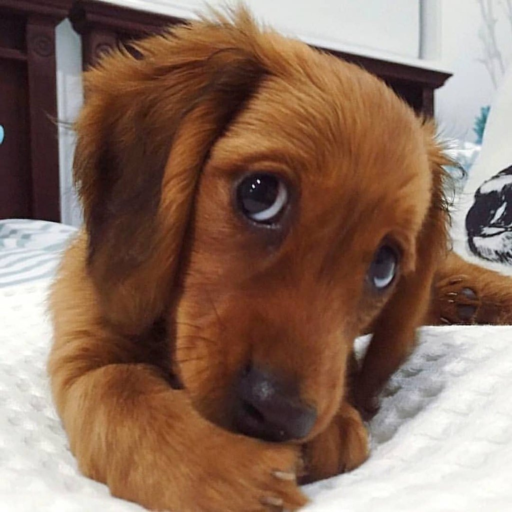 Щенячьи глазки