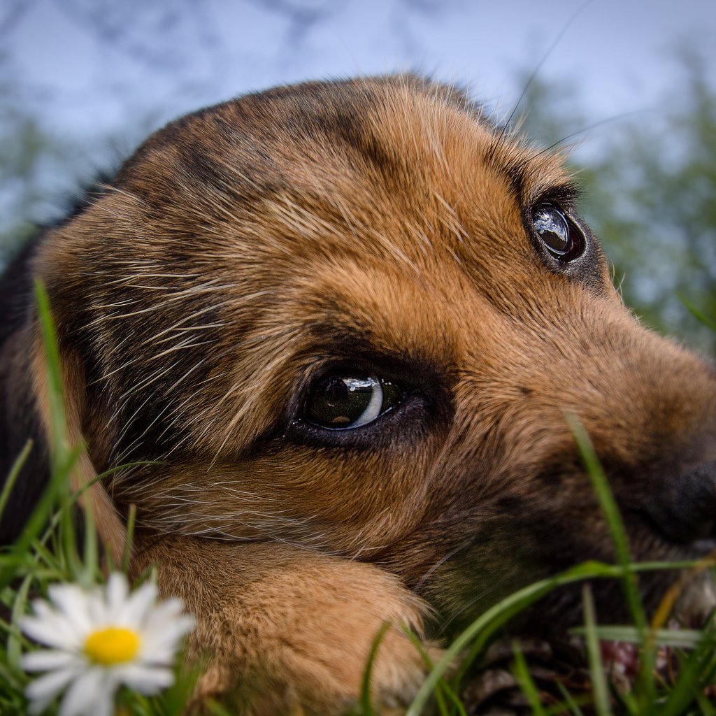 Грустный щенок