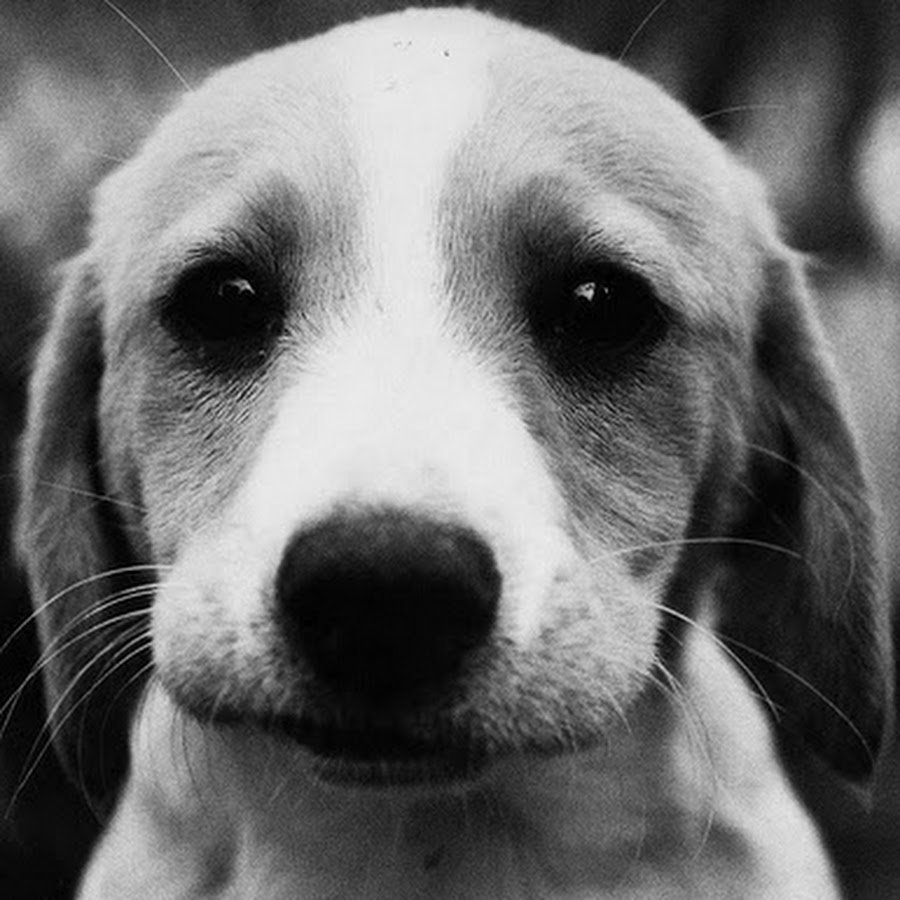 Щенок с грустными глазами