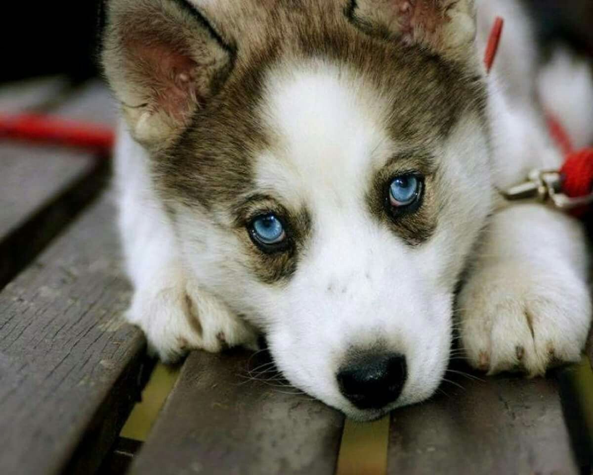 Милые щенки хаски