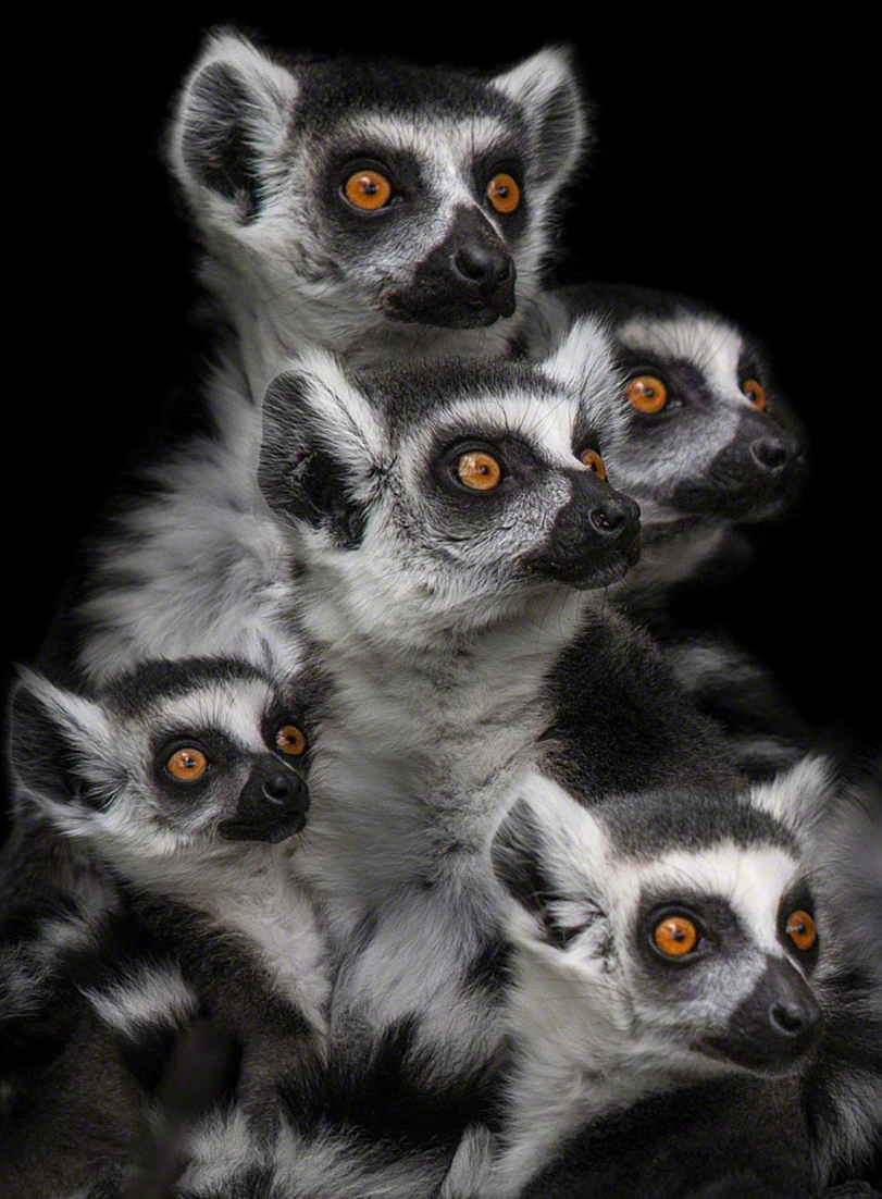 Лемуры ночные животные