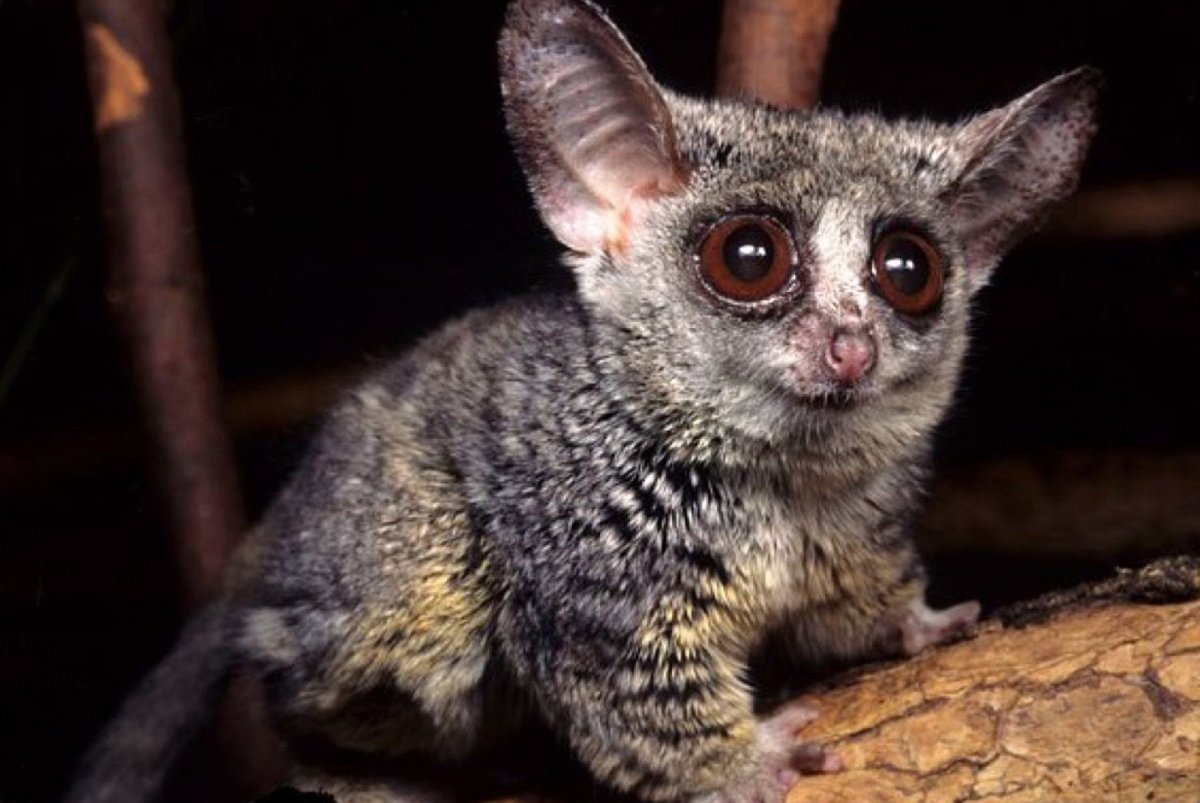 Галаго африканские лемуры