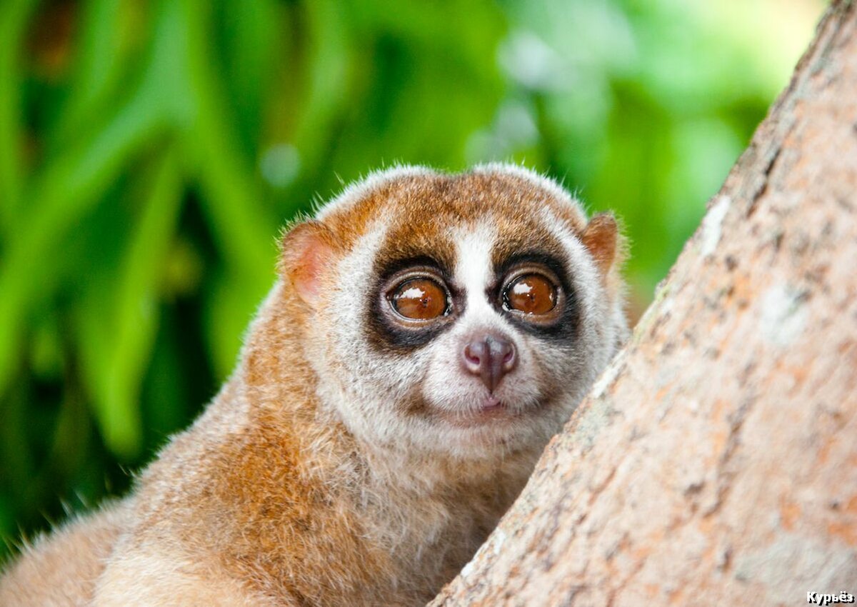 Лориевые приматы