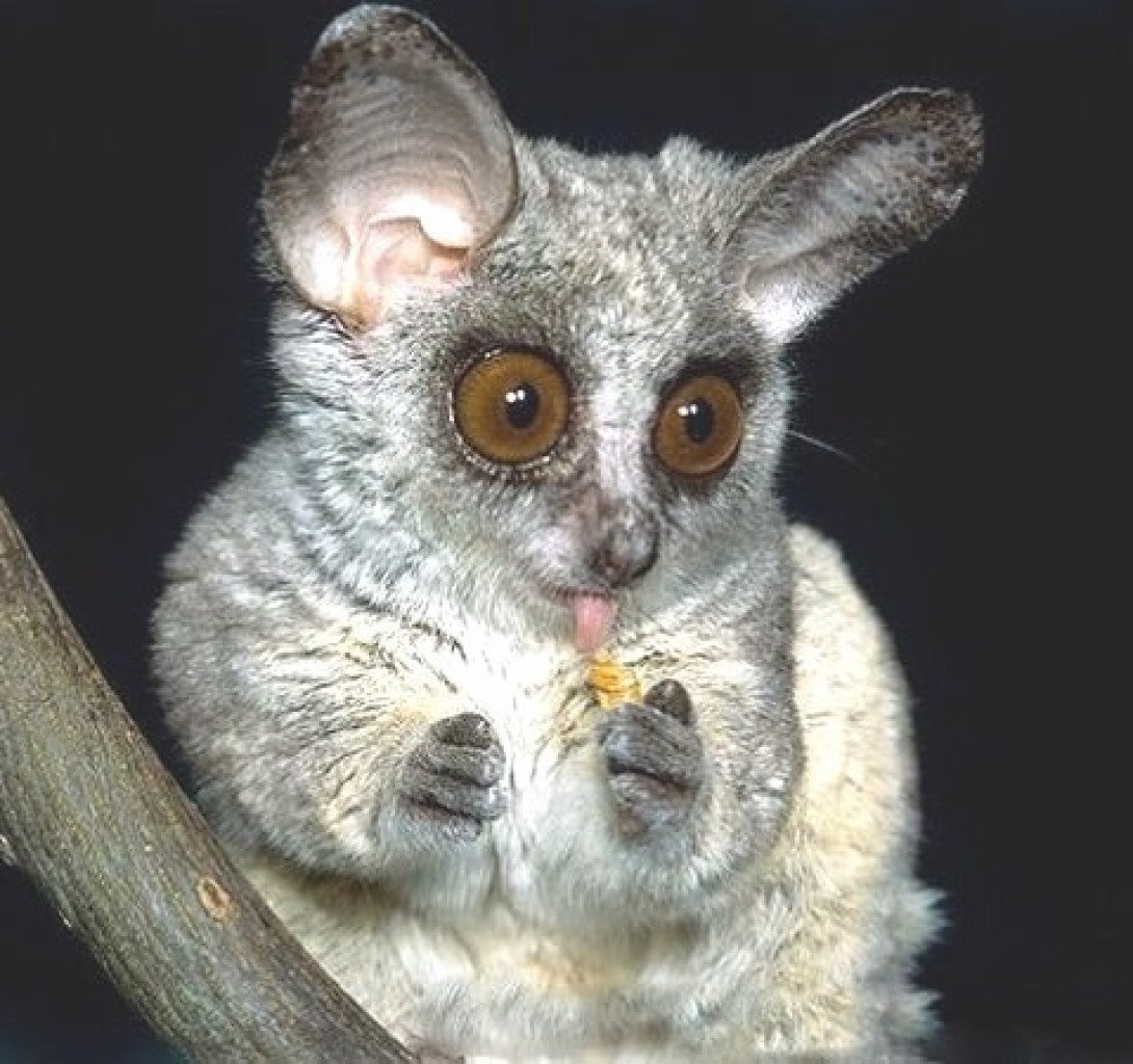 Bush Baby галаго