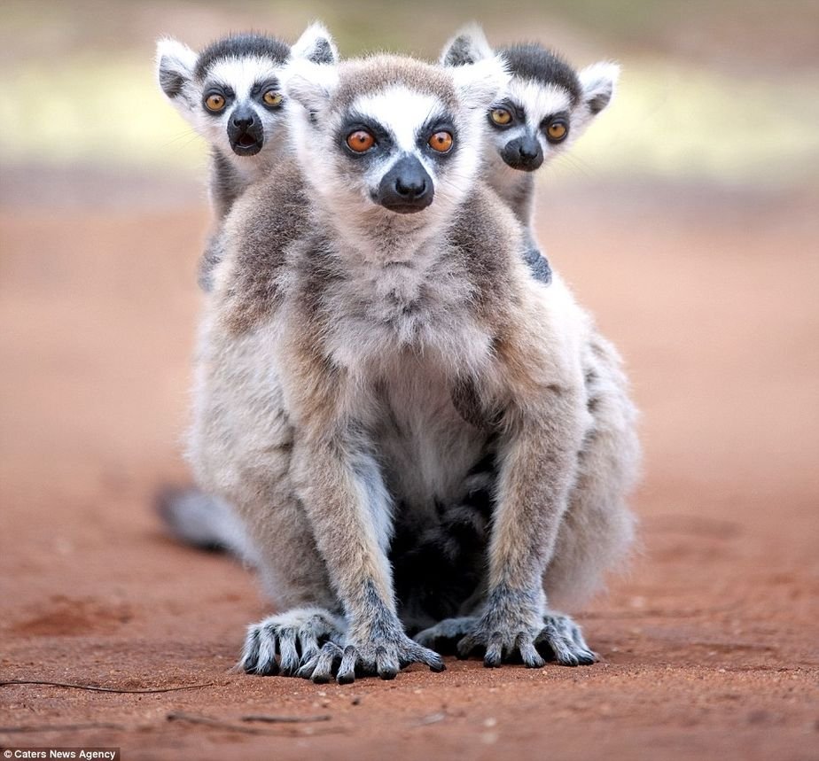 Тимур лемур