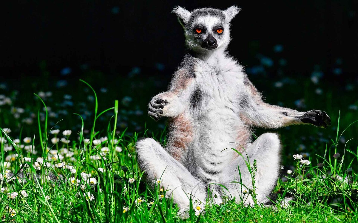 Лемур збагоен