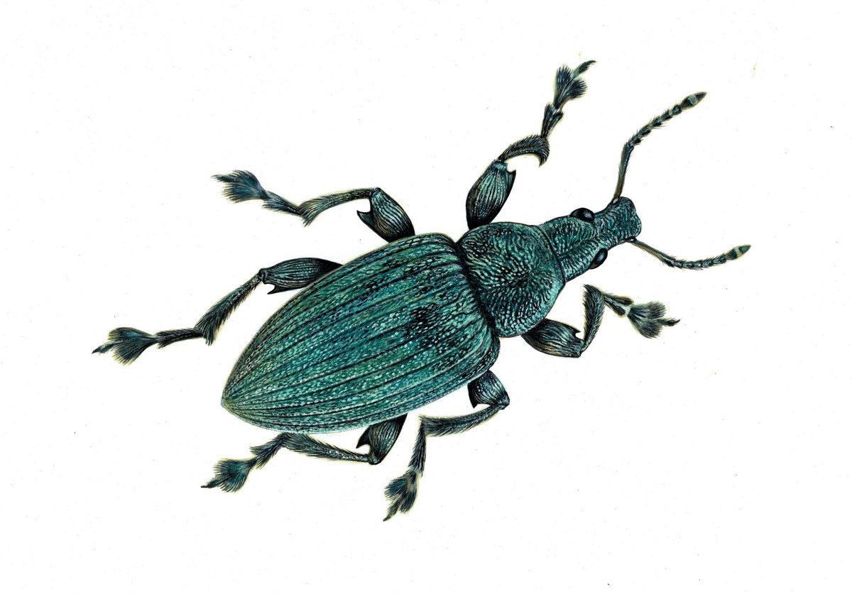 Серебристый панцирный Жук