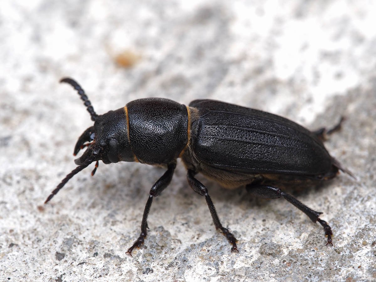 Жук усач короткоусый