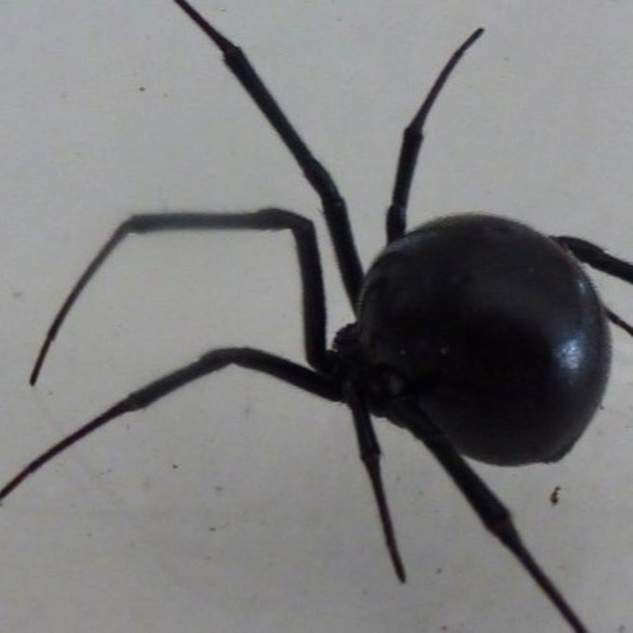 Пауки Эстетика чёрная