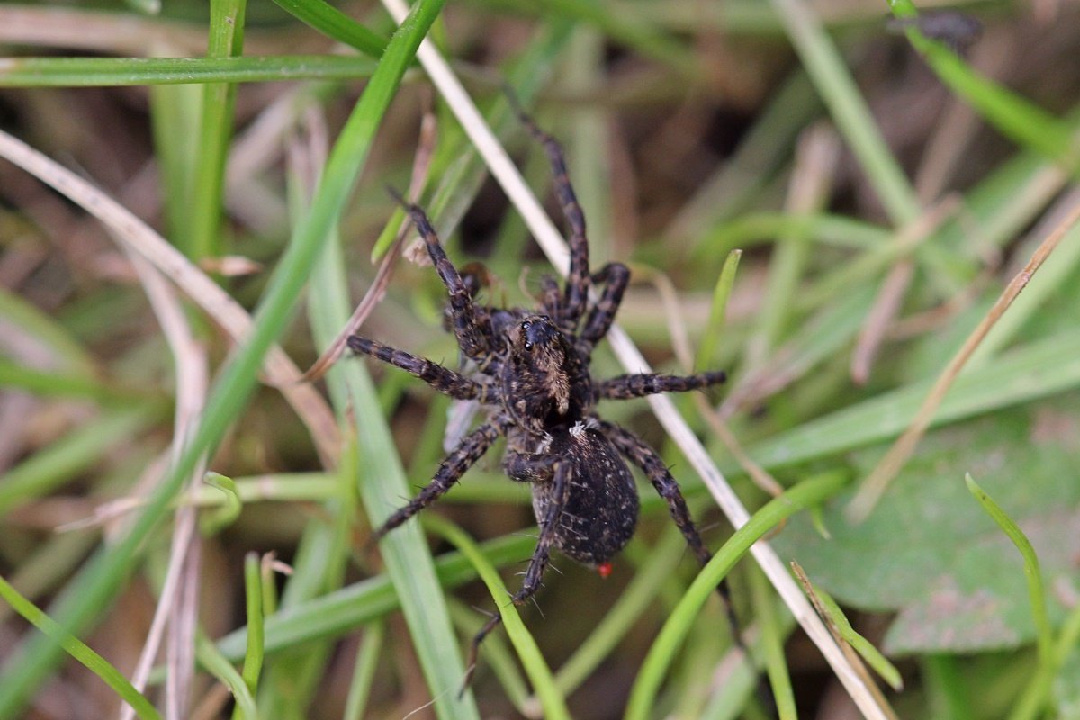 Каролинский паук-волк
