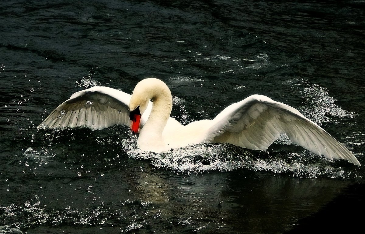 Лебедь с расправленными крыльями