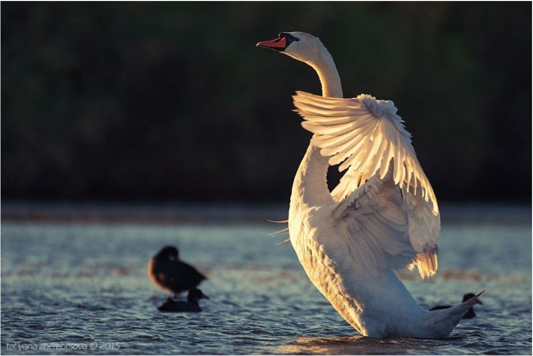Дикие лебеди