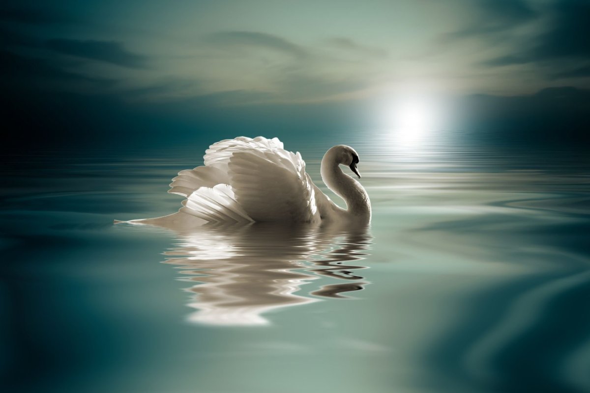 Прекрасные лебеди