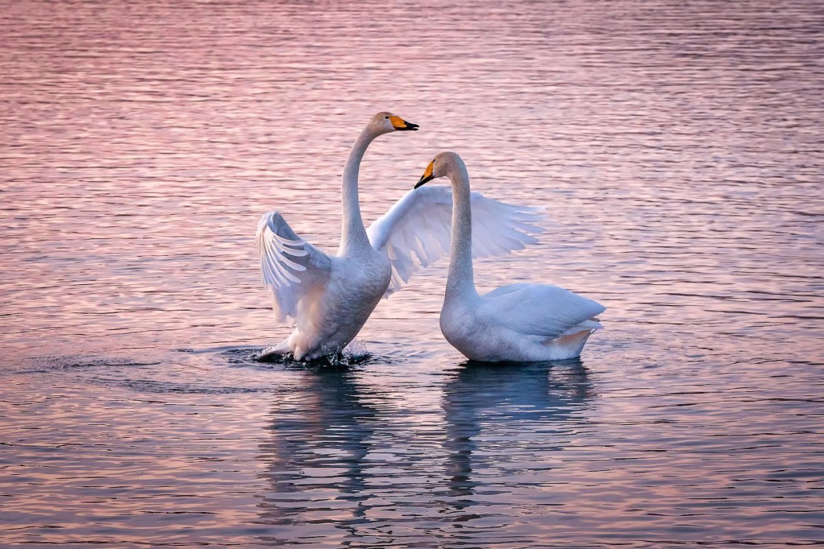 Лебеди на озере