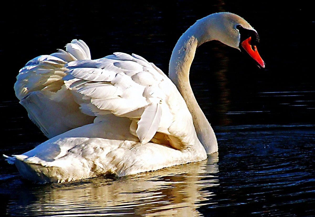 Белый лебедь на пруду