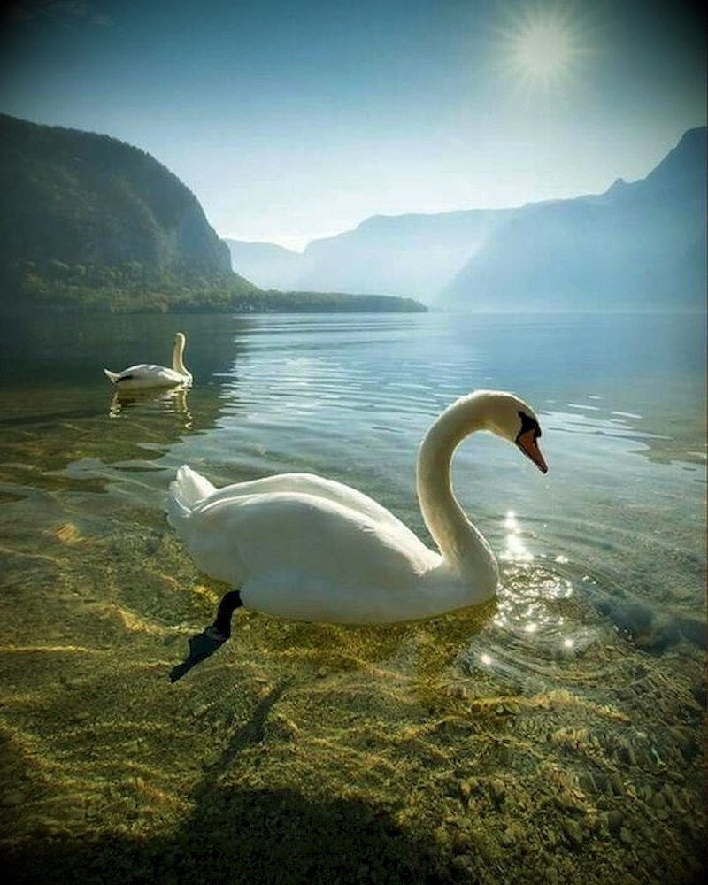 Красота природы и животных