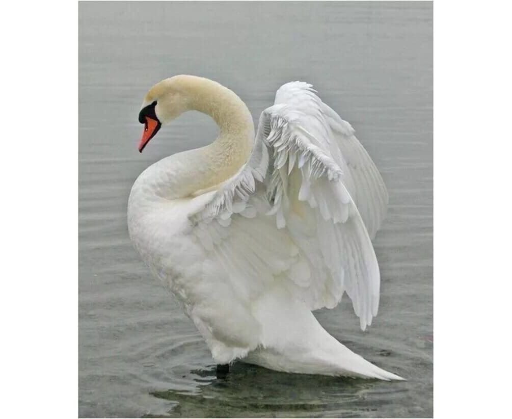 Смелый лебедь