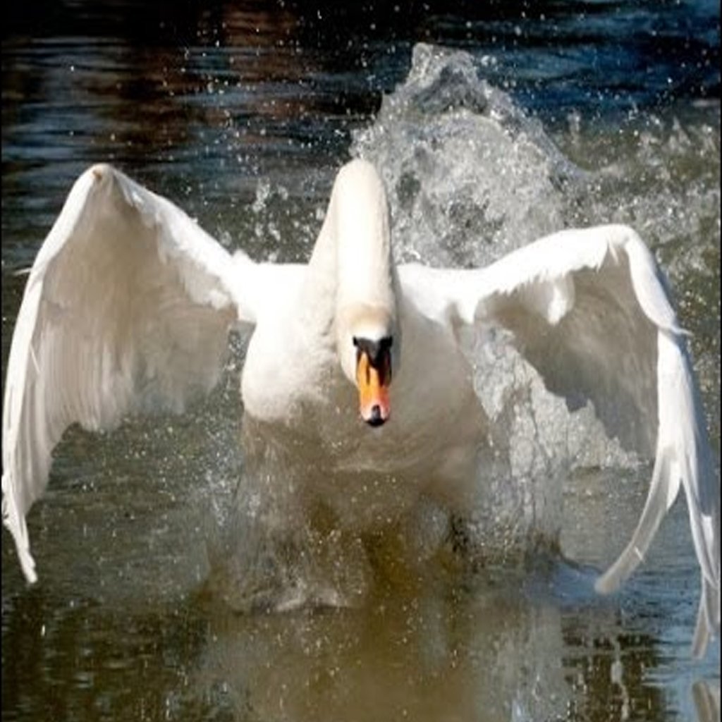 Злой лебедь