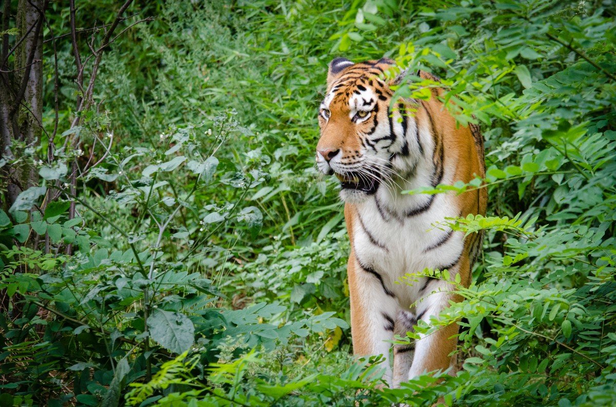 Тигр Ngandong Tiger. Амурский тигр. Уссурийский тигр. Амурский тигр на дереве.