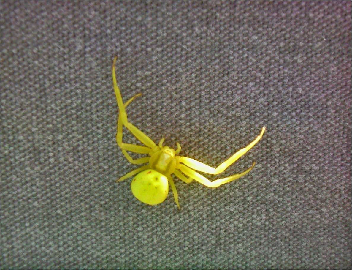 Зеленый паук с длинными передними лапами