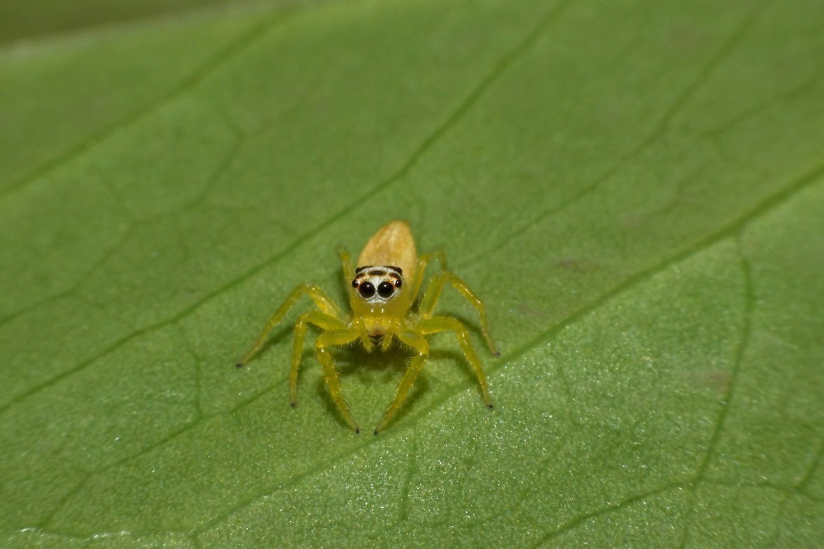 Маленький желтый паук