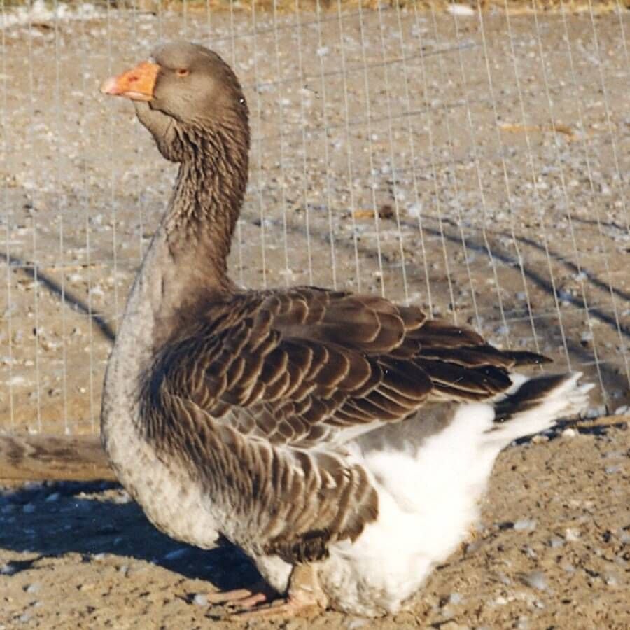 Гуси кучербаевский породы