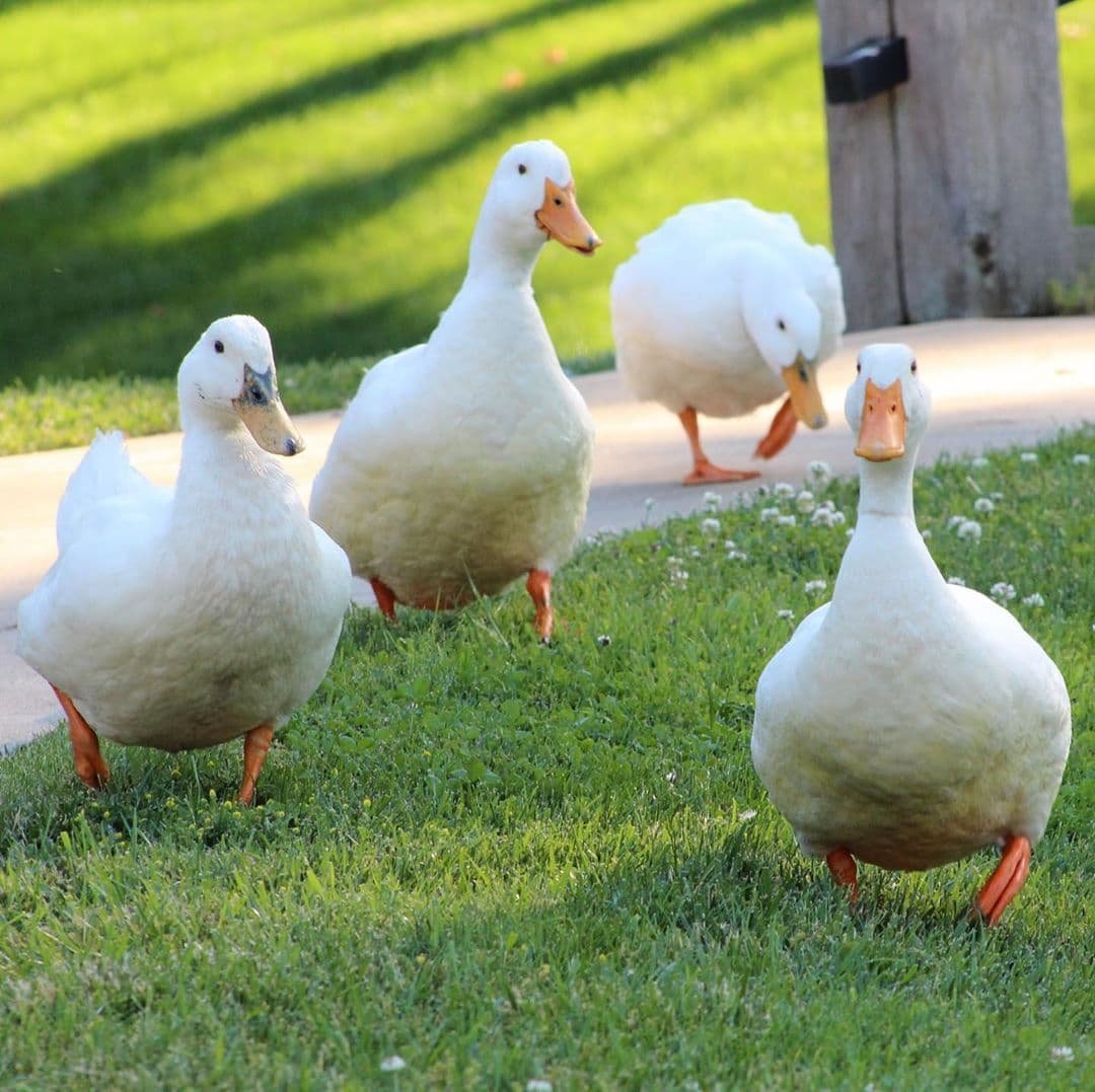 Утята ст5 бройлерные