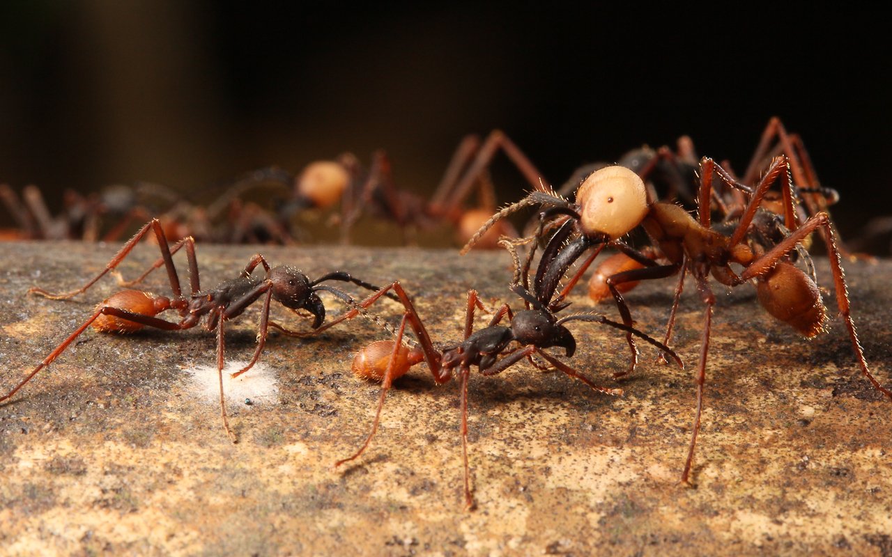 В африке водятся муравьи которые устраивают. Эцитоны Бурчелли муравьи. Бродячие муравьи – Эцитоны. Кочевые муравьи сиафу. Бродячие кочевые муравьи.