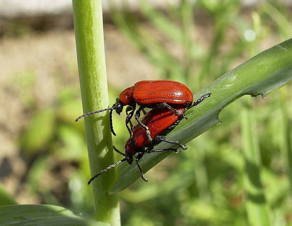 Жук трещалка лилейная личинка