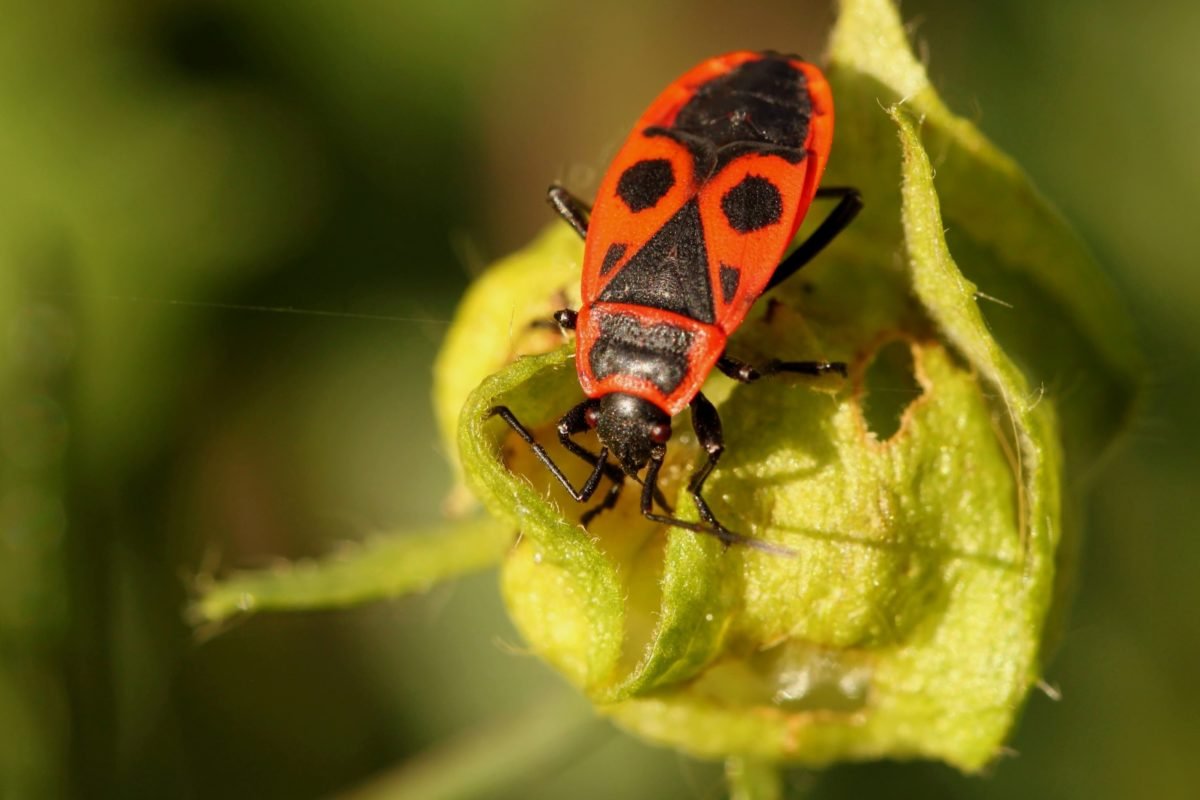 Жук пожарник клоп солдатик